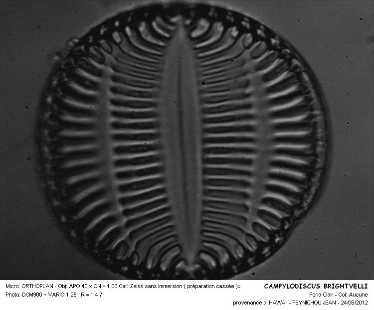 Campylodiscus brightwellii Grunow #27628
