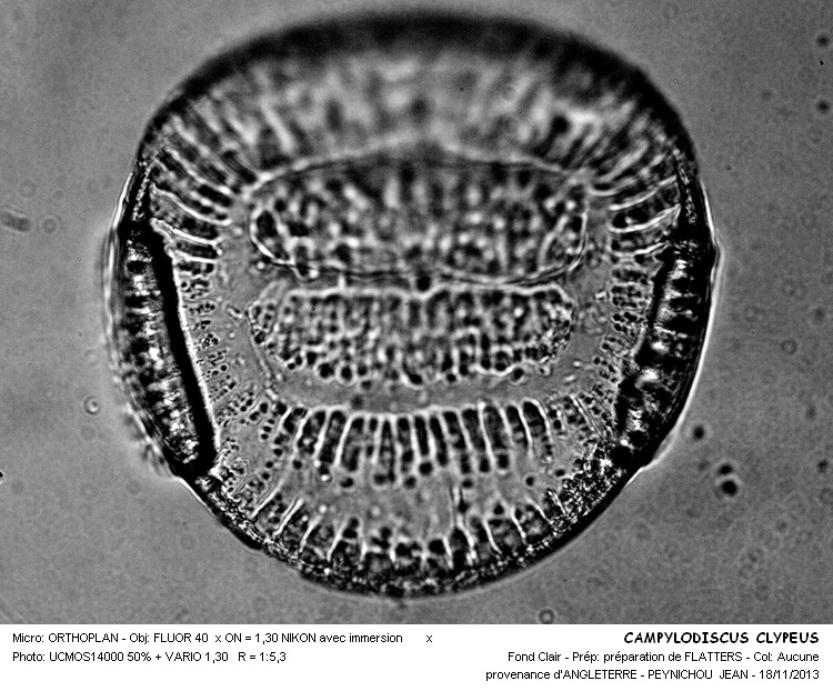 CAMPYLODISCUS CLYPEUS #34794