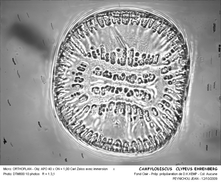 Campylodiscus clypeus Ehrenberg #27655