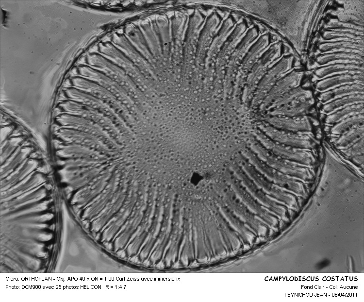 Campylodiscus costatus W.Sm. #27730