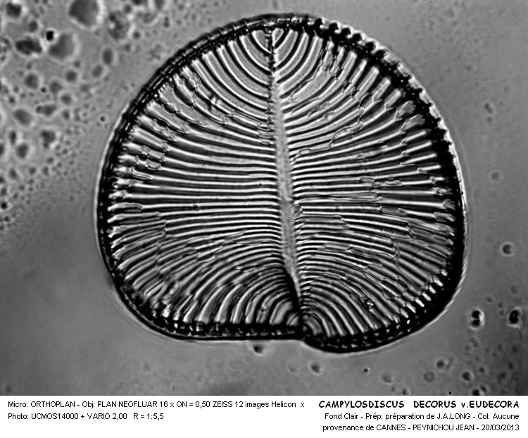 CAMPYLODISCUS DECORUS v.EUDECORA #30222