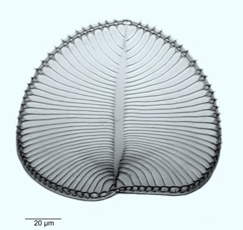 Campylodiscus decorus var. eudecora #51175