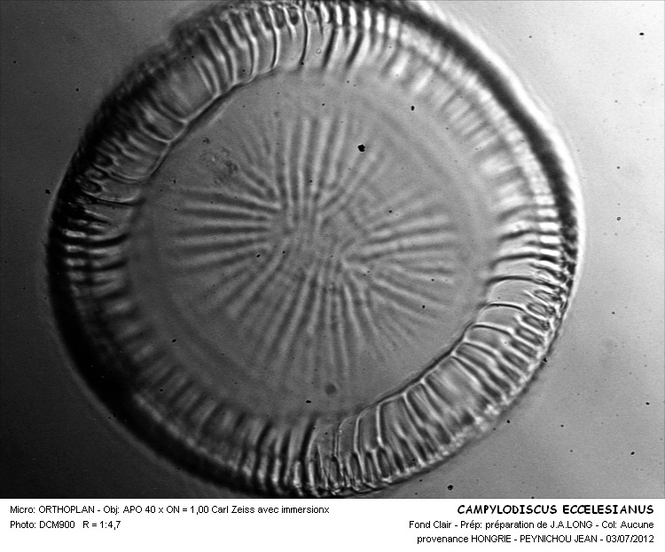 CAMPYLODISCUS ECCELESIANUS #32248