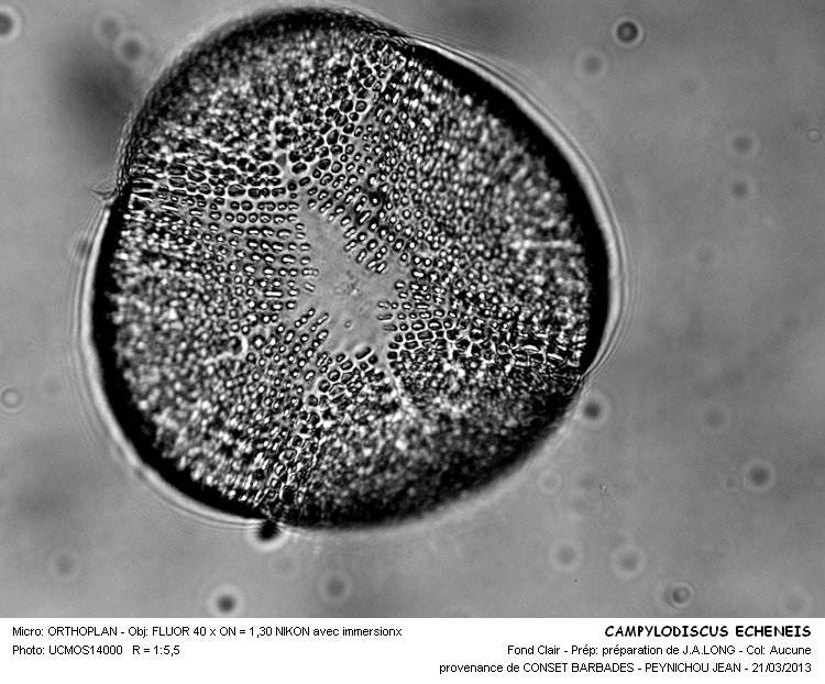 CAMPYLODISCUS ECHENEIS #30243