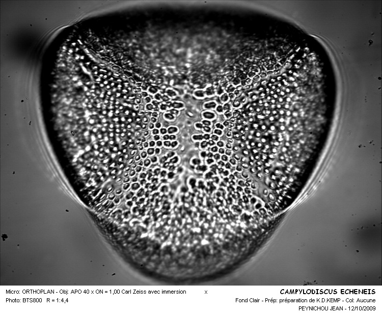 CAMPYLODISCUS ECHENEIS #30242