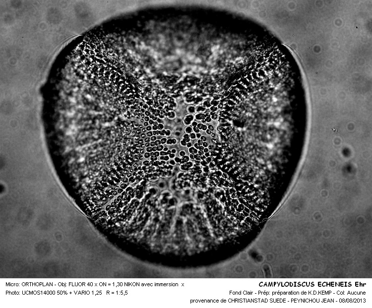 CAMPYLODISCUS ECHENEIS Ehr #33163