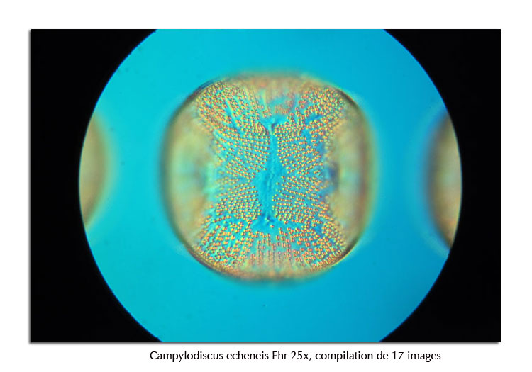 CAMPYLODISCUS ECHENEIS EHR #13884