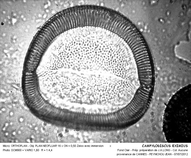 CAMPYLODISCUS EXIMIUS #32246
