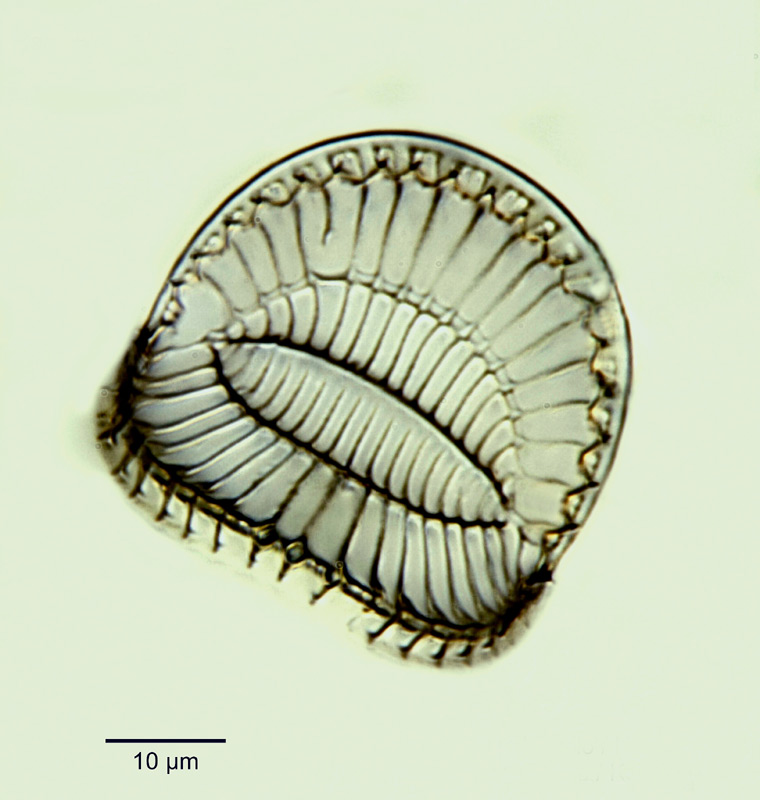 Campylodiscus fastuosus Ehr. #18248