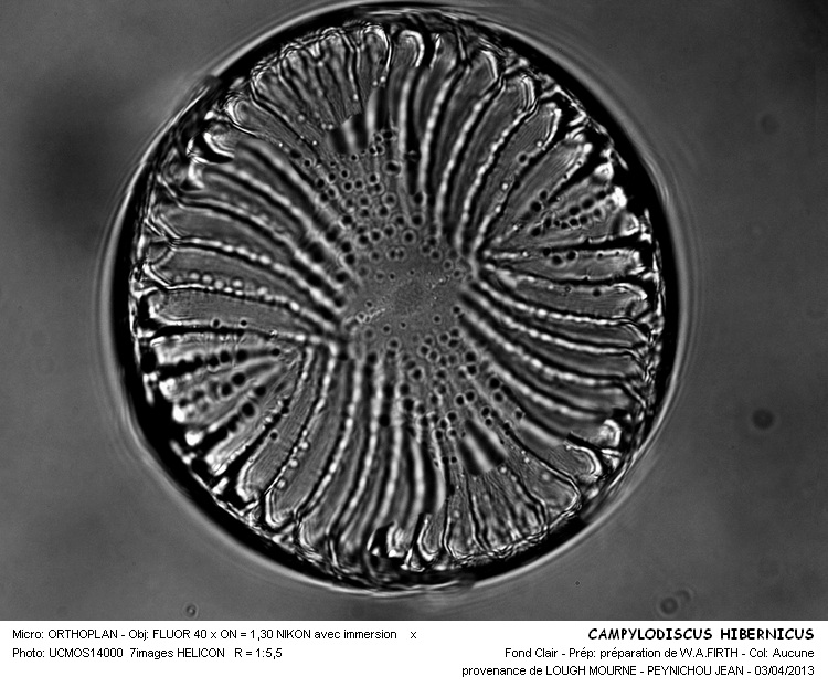 CAMPYLODISCUS HIBERNICUS #32244