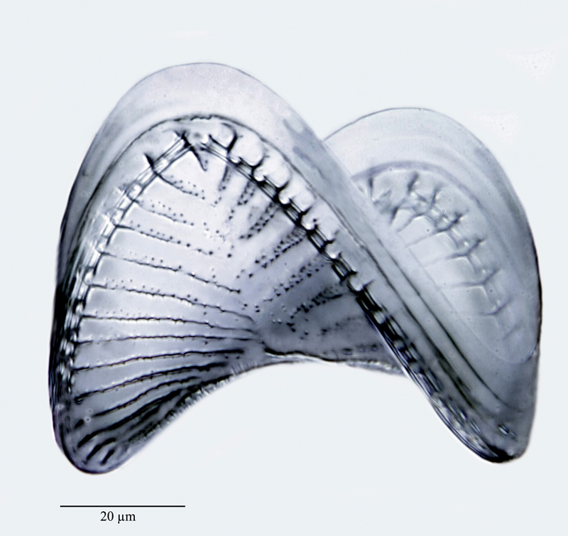 Campylodiscus hibernicus #47761
