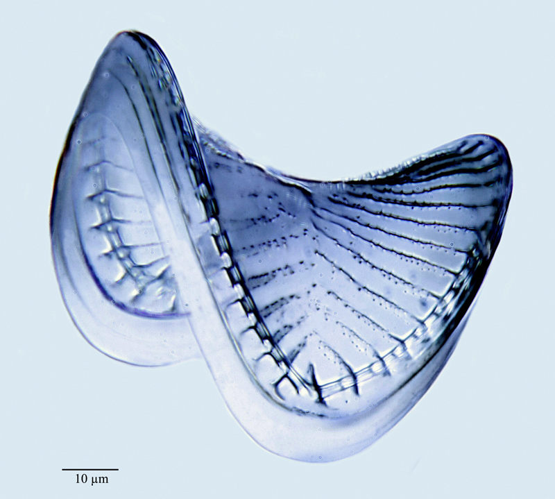 Campylodiscus hibernicus #47762