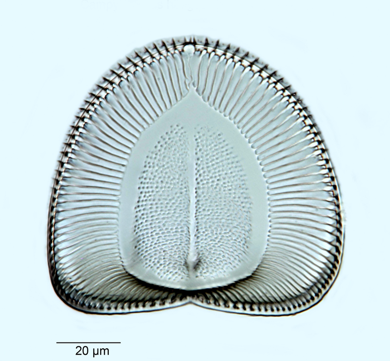 Campylodiscus hodgsonii #53136