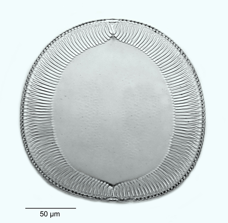 Campylodiscus hodgsonii #53155