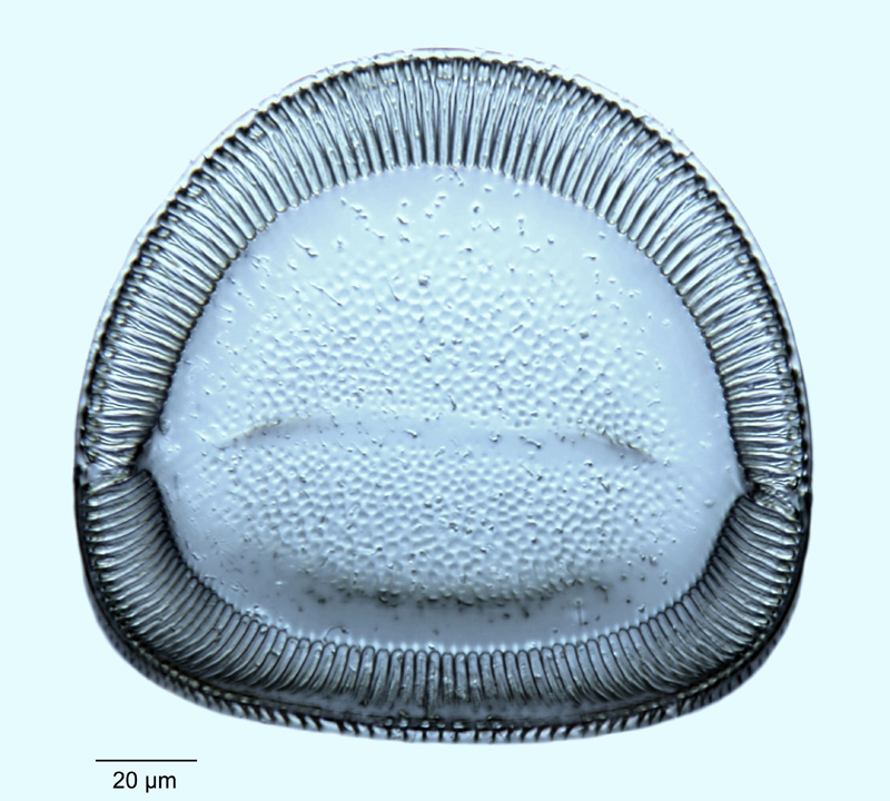 Campylodiscus hodgsonii #53156