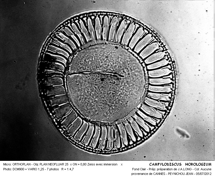 CAMPYLODISCUS HOROLOGIUM #32245