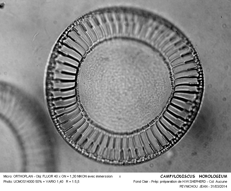 CAMPYLODISCUS HOROLOGIUM #37016