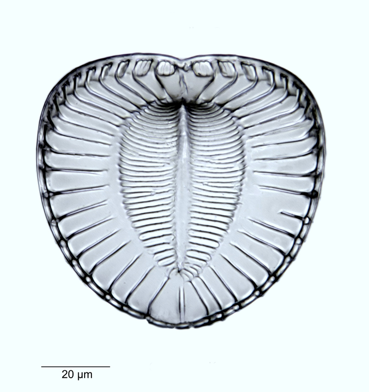 Campylodiscus intermedius Grunow #48157