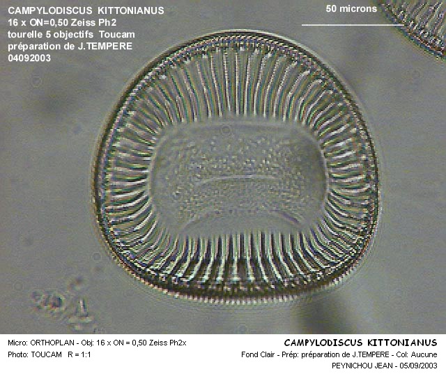 Campylodiscus kittonianus Gréville #27812