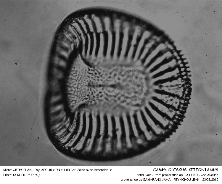 CAMPYLODISCUS KITTONNIANUS #32243