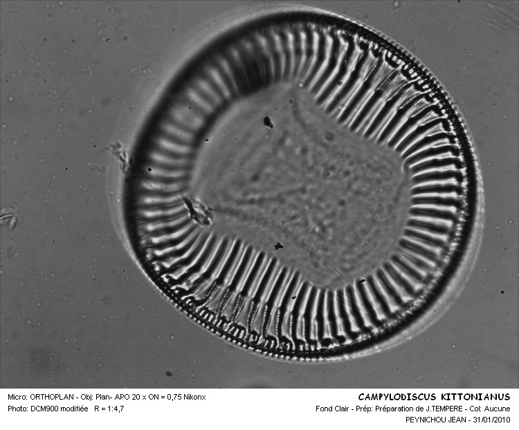 CAMPYLODISCUS KITTONNIANUS #32257