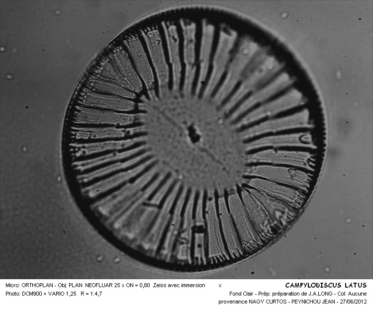 CAMPYLODISCUS LATUS #32242