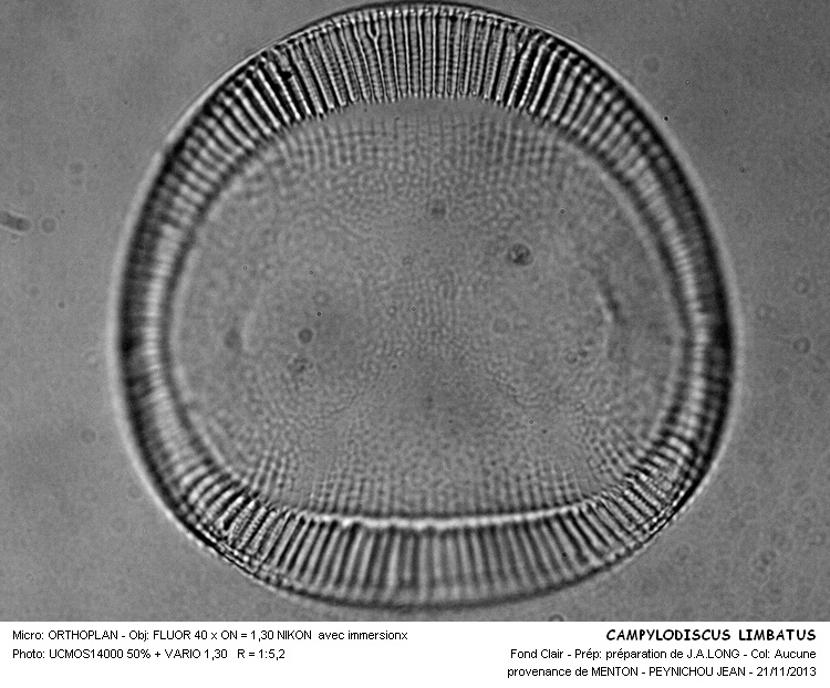 CAMPYLODISCUS LIMBATUS #34857