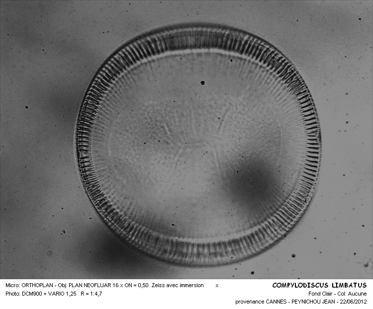 Campylodiscus Limbatus #30535