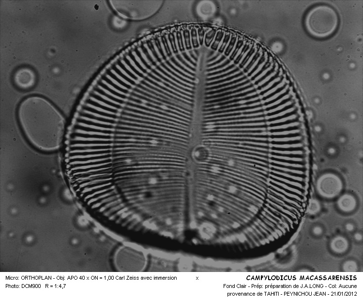 CAMPYLODISCUS MACASSARENSIS #32255