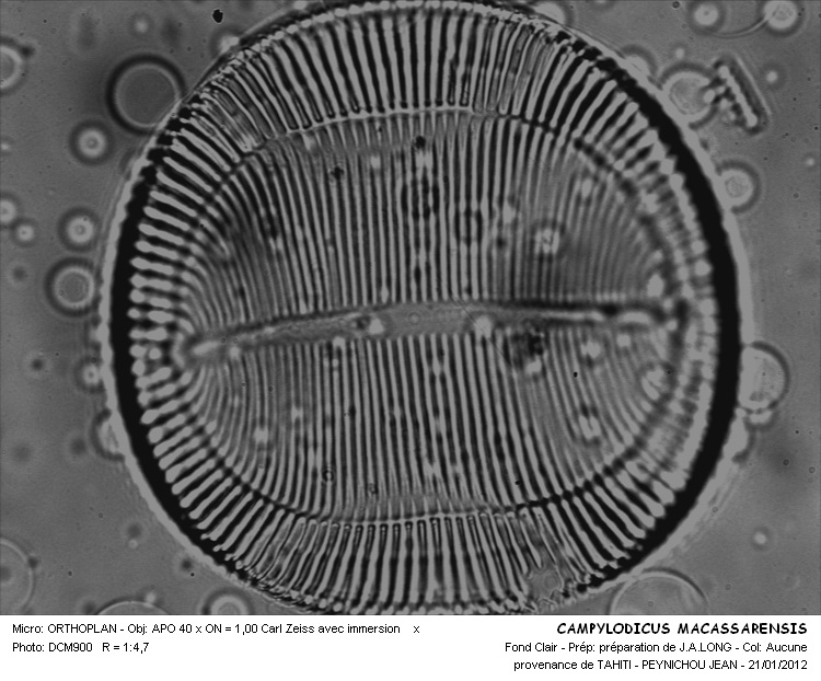Campylodiscus macassarensis Deby #25599