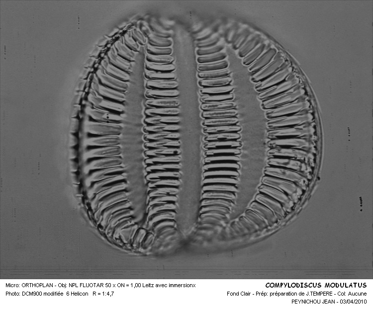 CAMPYLODISCUS MODULATUS #32221