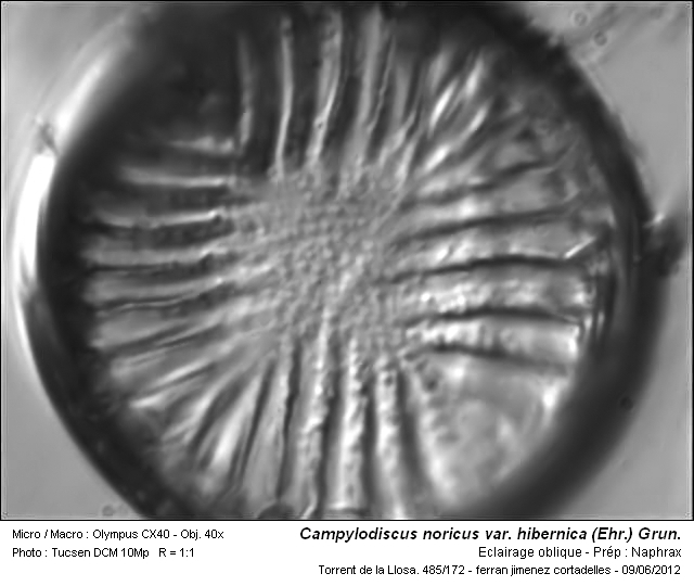 Campylodiscus noricus var. hibernica (Ehr.) Grun. #27281