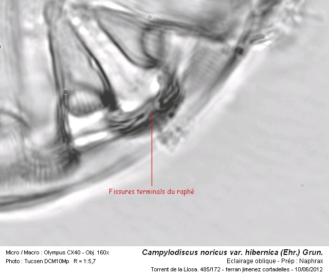 Campylodiscus noricus var. hibernica (Ehr.) Grun. #27283