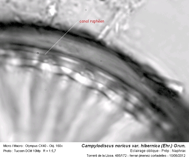 Campylodiscus noricus var. hibernica (Ehr.) Grun. #27282