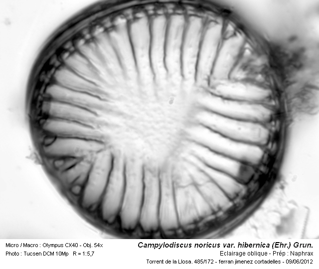 Campylodiscus noricus var. hibernica (Ehr.) Grun. #27280