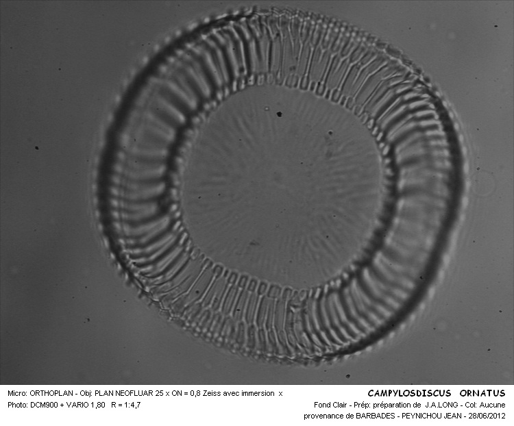 CAMPYLODISCUS ORNATUS #32426