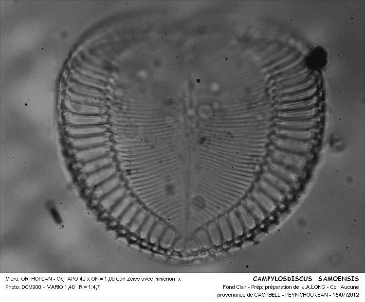 CAMPYLODISCUS SAMOENSIS #32240