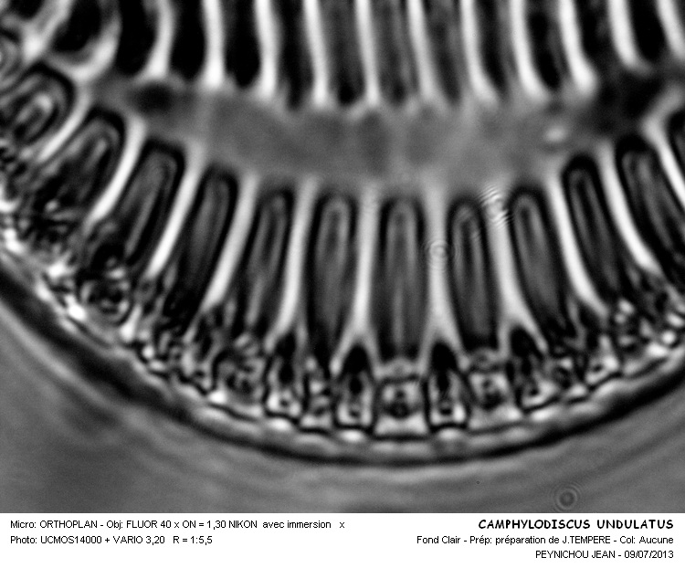 CAMPYLODISCUS UNDULATUS #32620