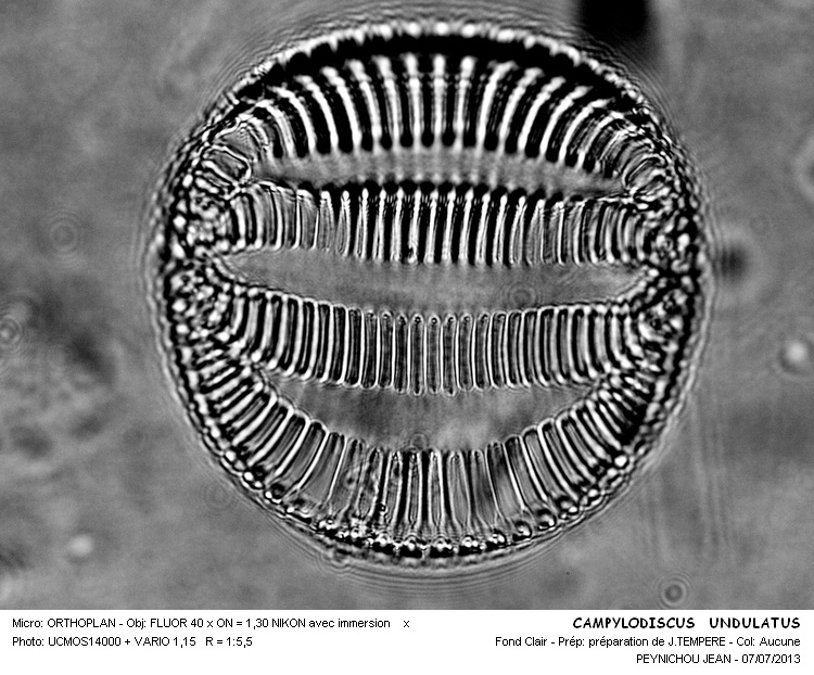 CAMPYLODISCUS UNDULATUS #32598