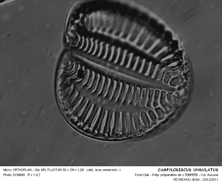 CAMPYLODISCUS UNDULATUS #32238