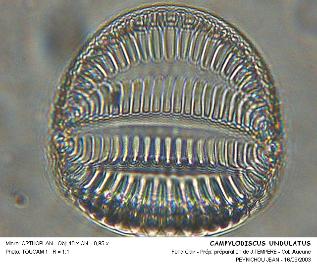 CAMPYLODISCUS UNDULATUS #32239