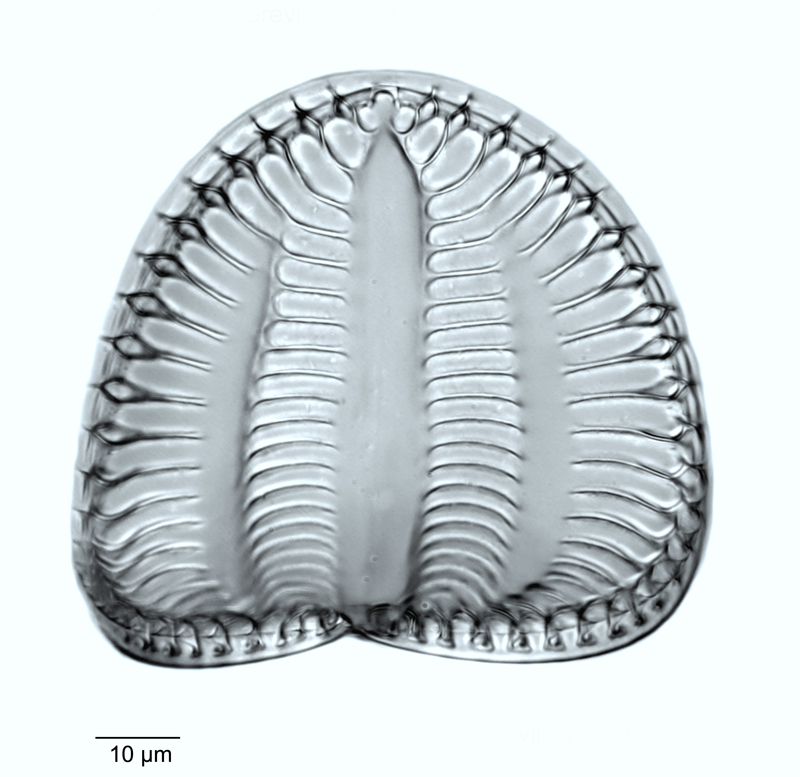 Campylodiscus undulatus #50548