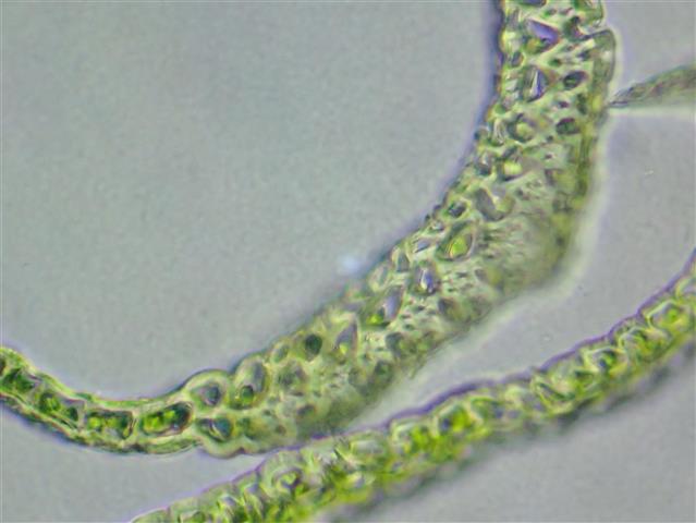 Campylopus flexuosus (Hedw.) Brid. #62355