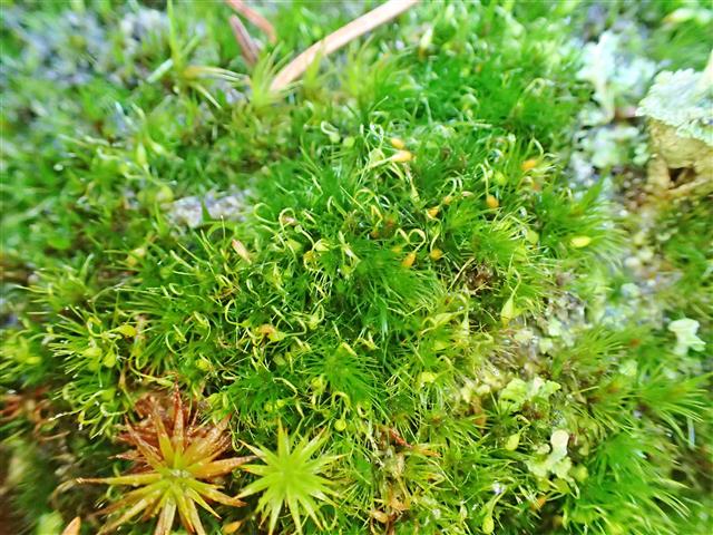 Campylopus flexuosus (Hedw.) Brid. #62349