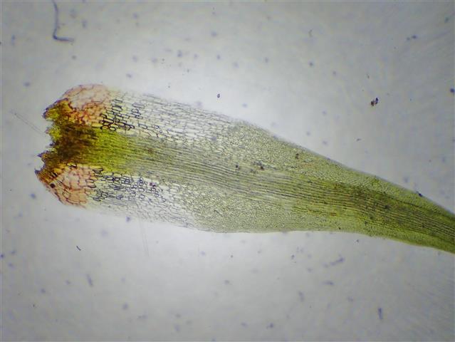 Campylopus flexuosus (Hedw.) Brid. #62350