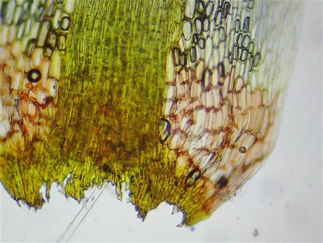 Campylopus flexuosus (Hedw.) Brid. #62352