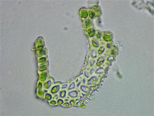 Campylopus flexuosus (Hedw.) Brid. #62354