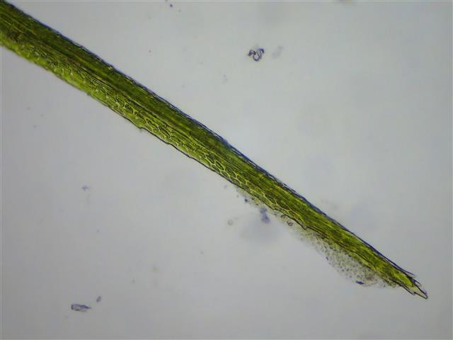 Campylopus flexuosus (Hedw.) Brid. #62351