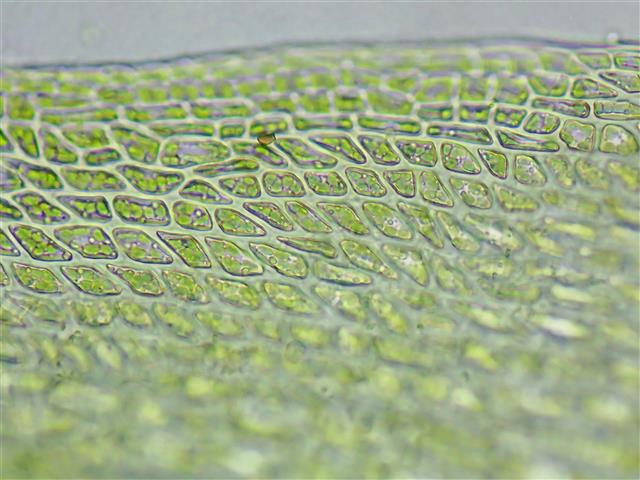 Campylopus flexuosus (Hedw.) Brid. #62353