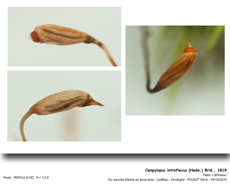 Campylopus introflexus (Hedw.), Brid., 1819 #18399